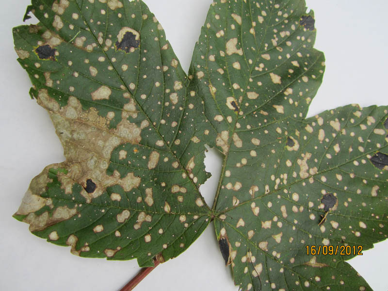 Cristulariella depraedens Cristulariella depraedens
